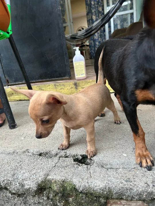 Pinscher Filhote Macho