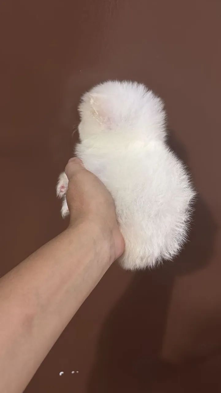 Spitz alemão anão  - Foto 4