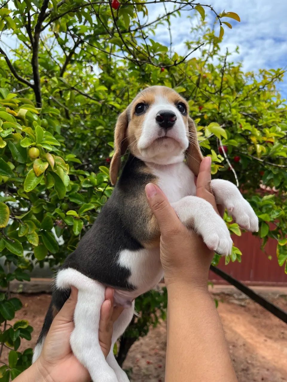 Filhotes Beagles com Pedigree  - Foto 2