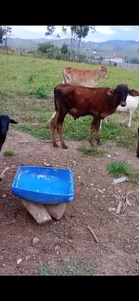 5 BEZERROS MACHOS  - Foto 2