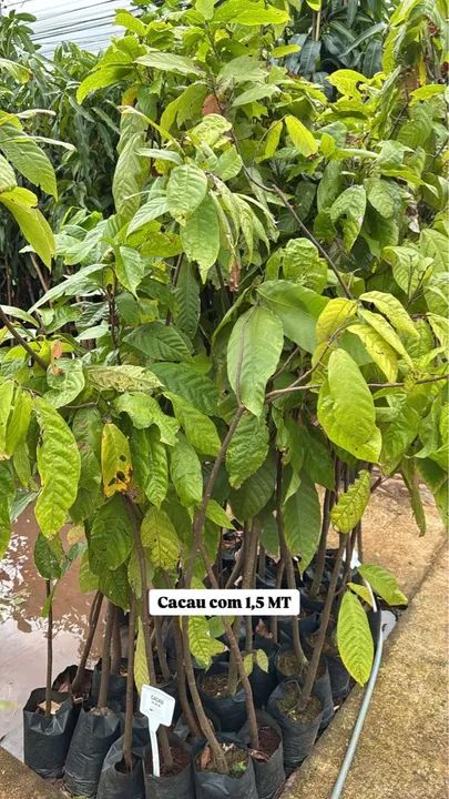 Mudas de Cacau com 1,5 MT