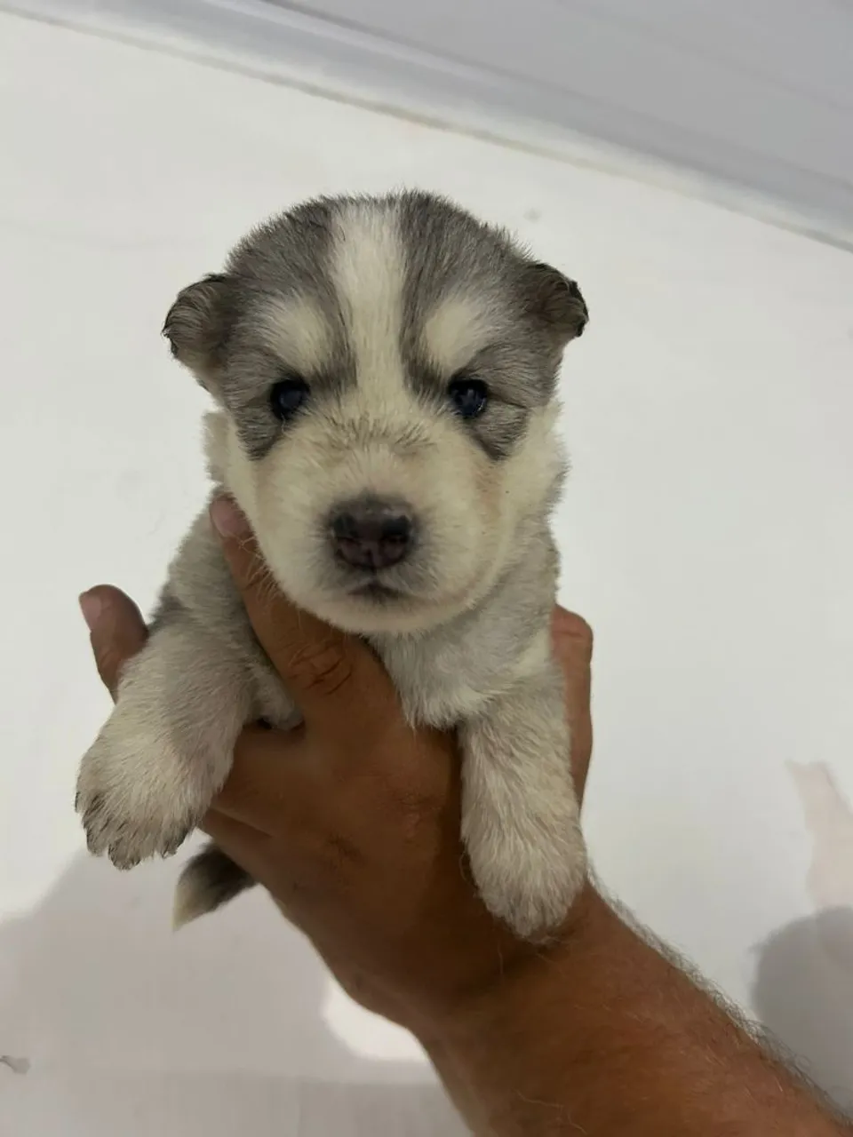 Filhote de Husky Siberiano