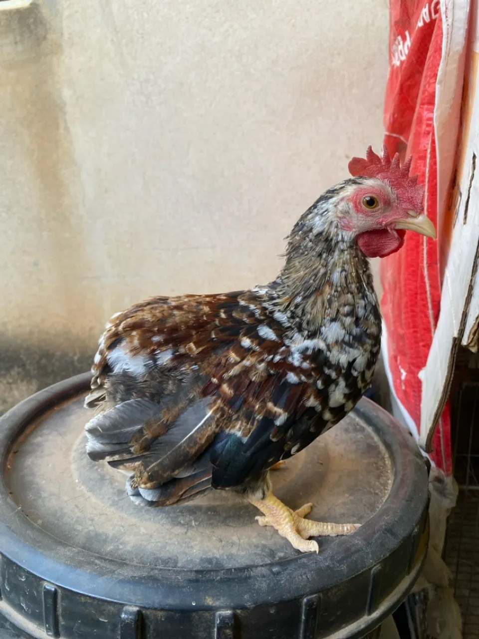 Mini Garnizé Suro