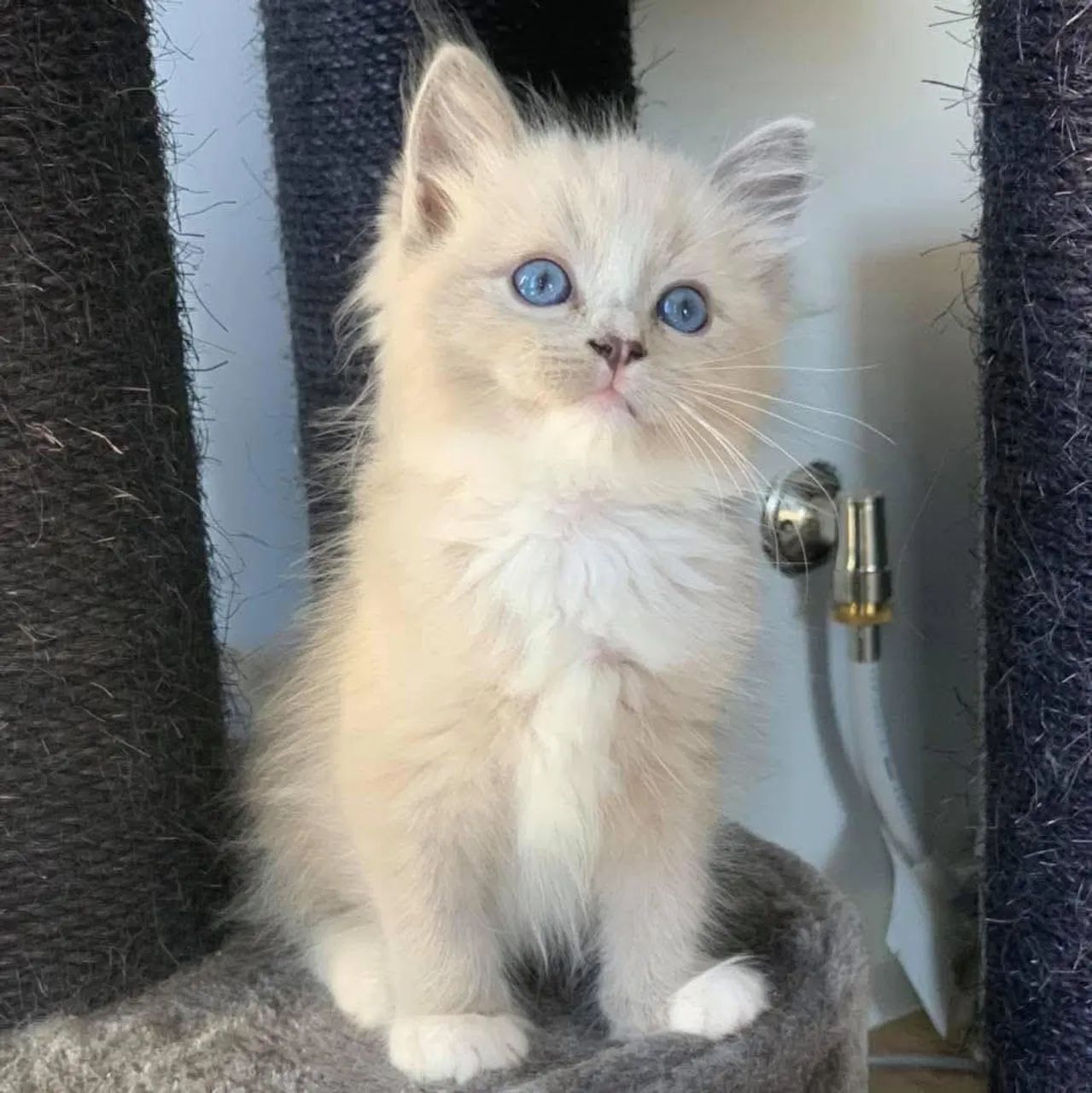 caieiras love kennel - acompanhamento pós-venda garantido pra você 