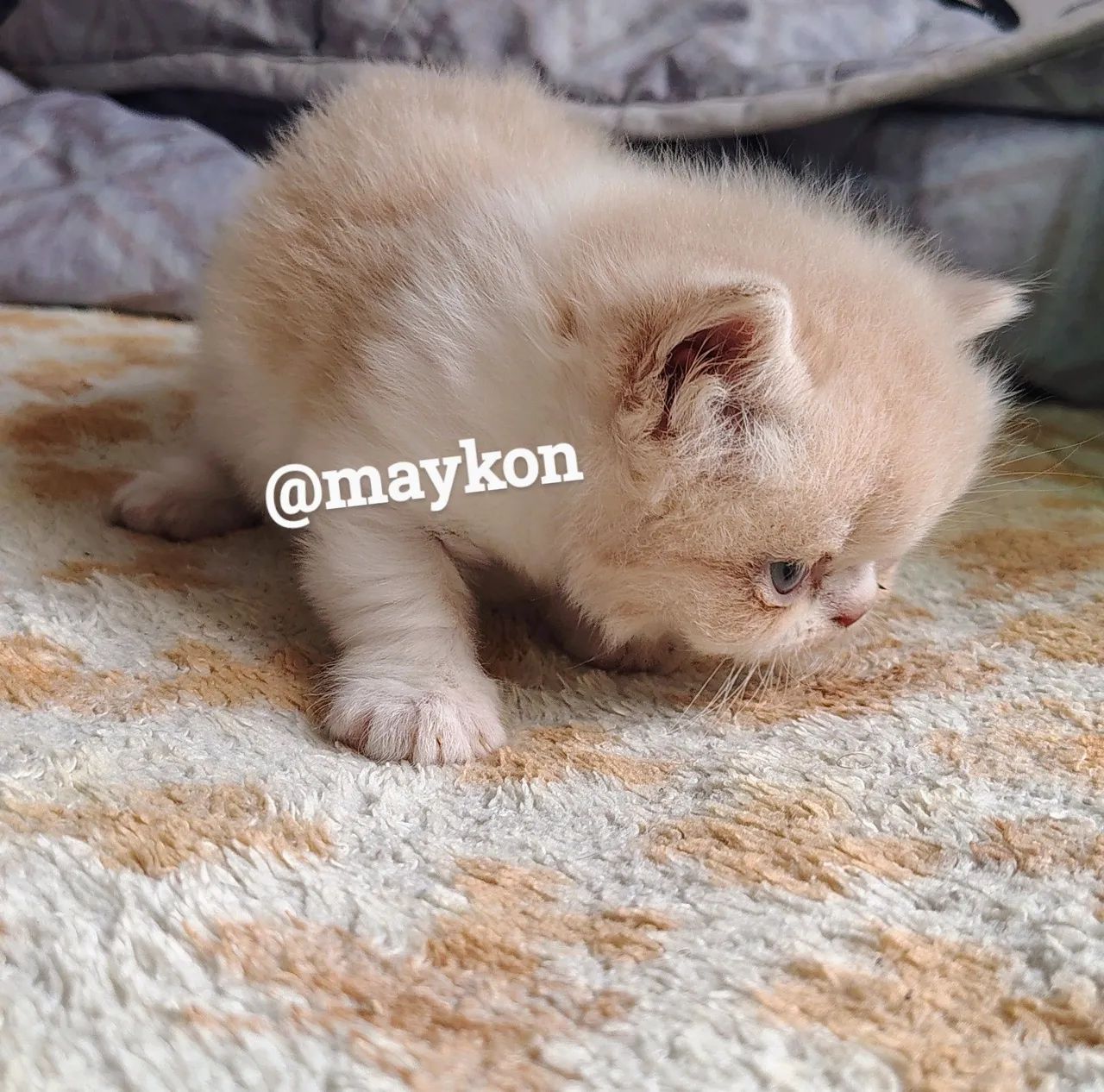 Filhote Persa - Foto 2