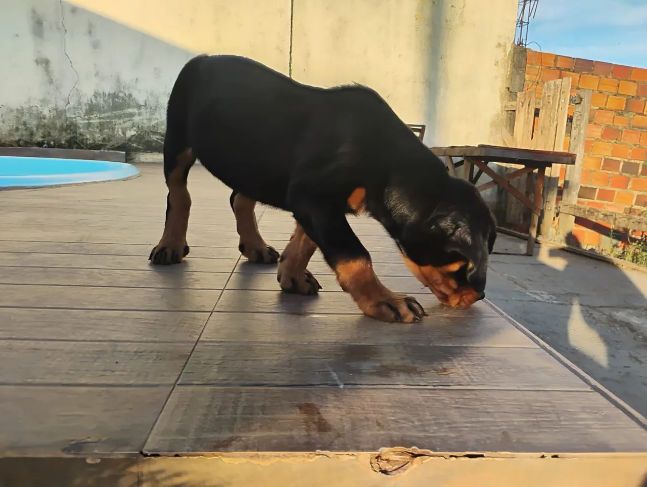 Filhote de Rottweiler disponível!