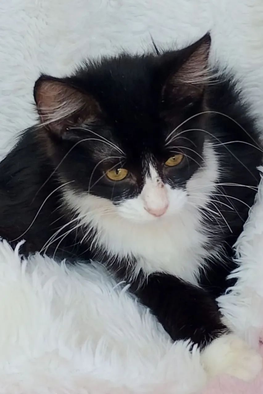 Gato femea pretinha com detalhes branco com 4 meses  - Foto 2