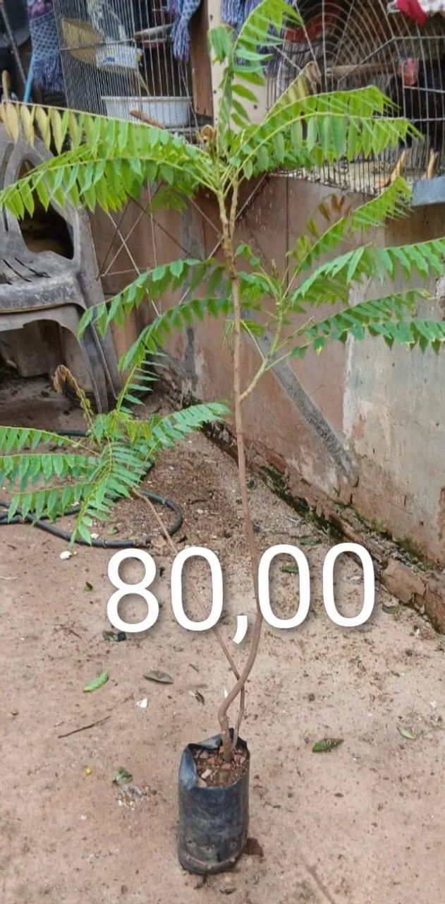 Mudas de limão biri biri  - Foto 4