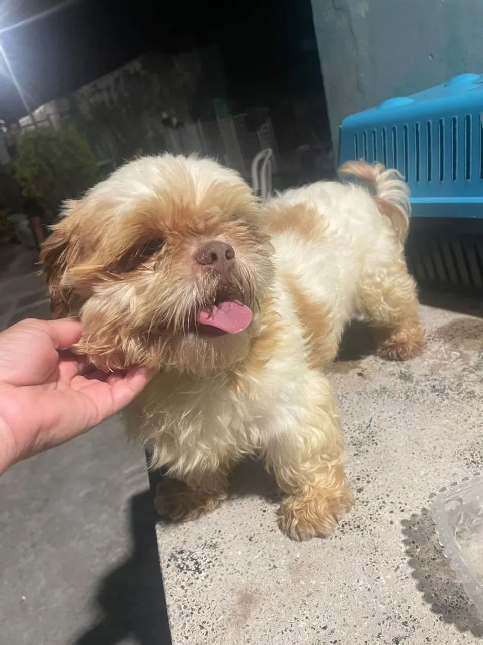 Shih Tzu macho  - Foto 3