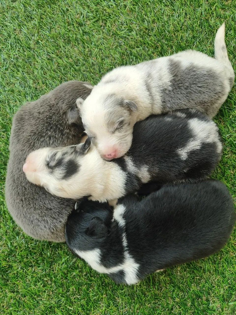 BORDER collie lindos 
