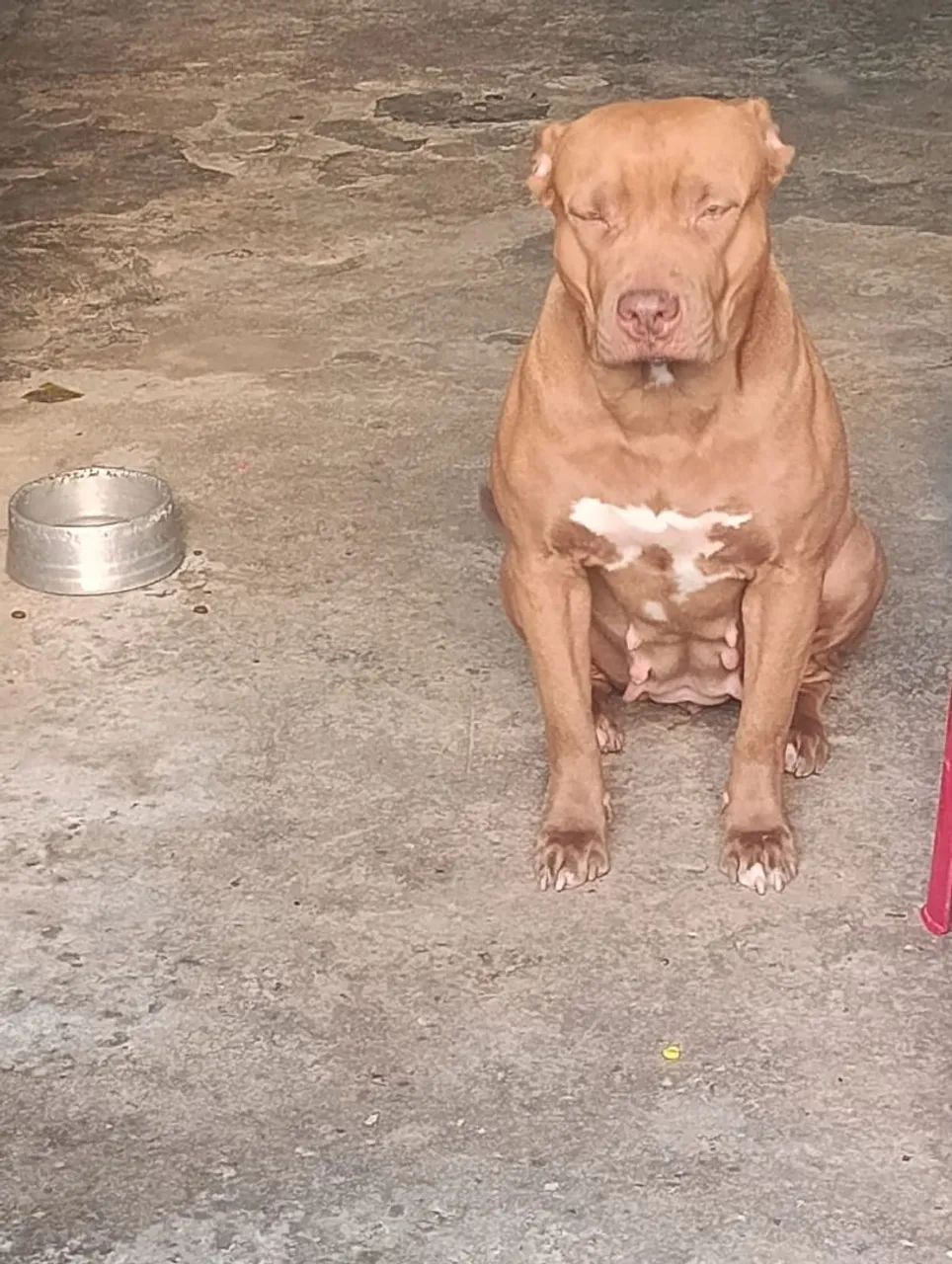 Filhote de pitbull 4 meses  - Foto 2