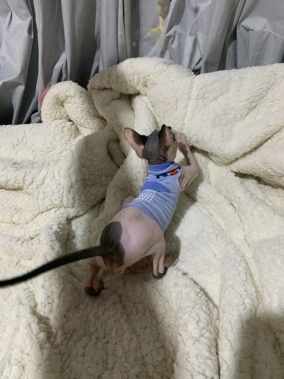 Sphynx filhote macho  2500 - Foto 3