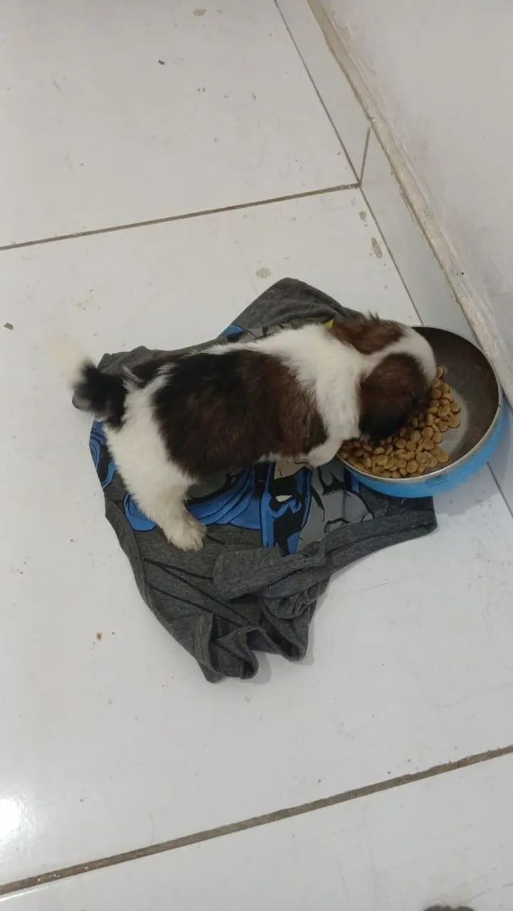 Vendo shitzu 