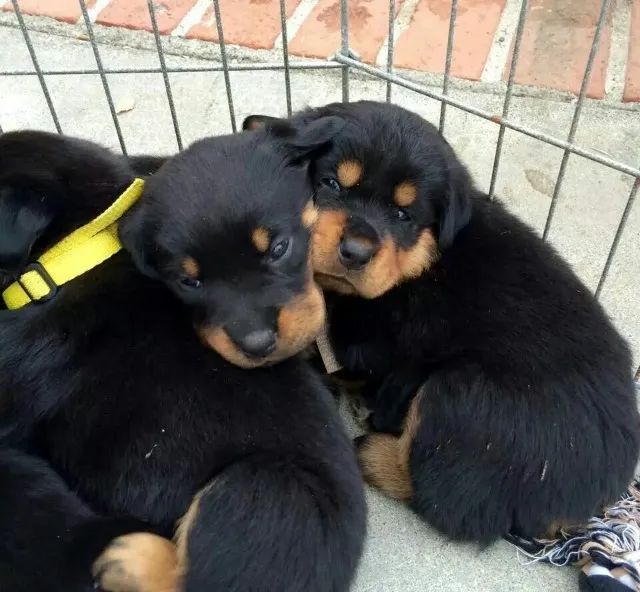 Rottweiler a venda 