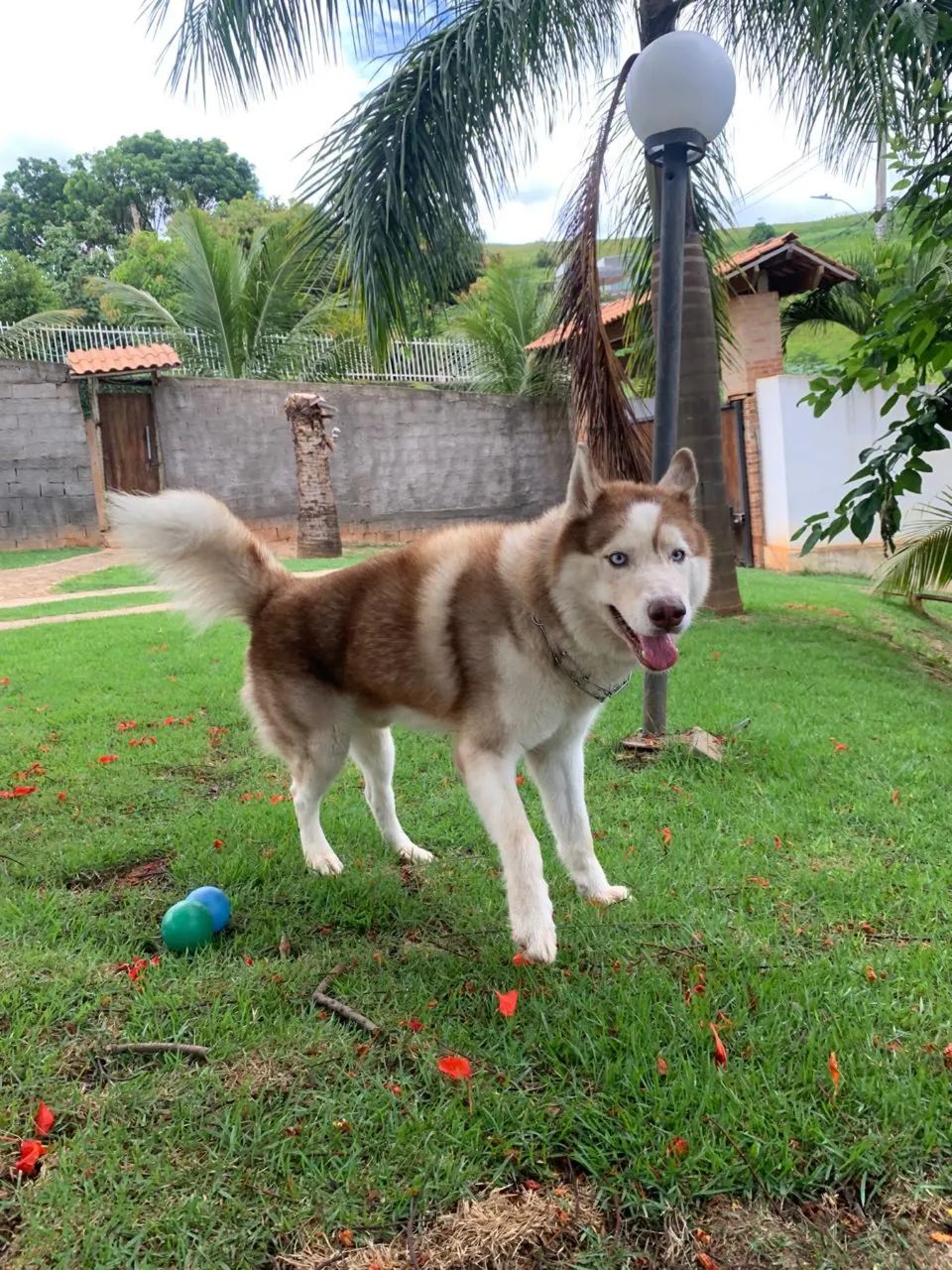 Husky siberiano macho para cruza  - Foto 3