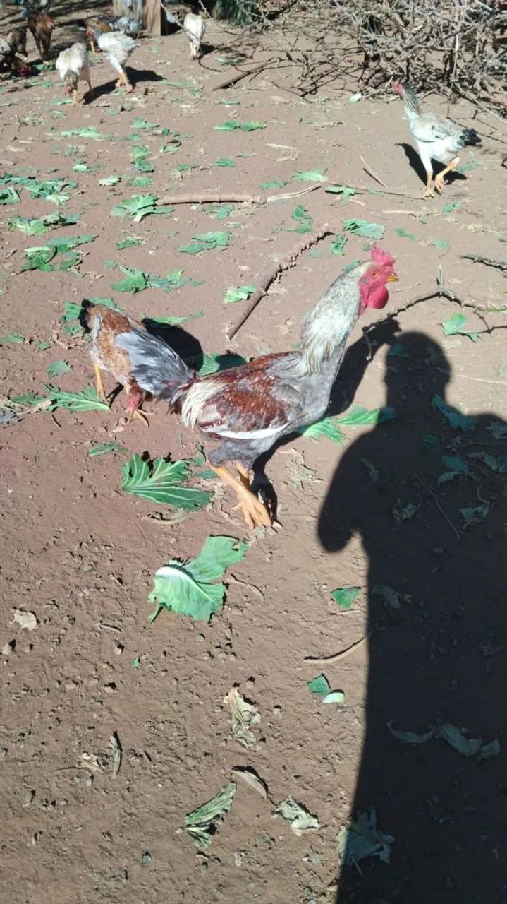 Vende-se um galo 