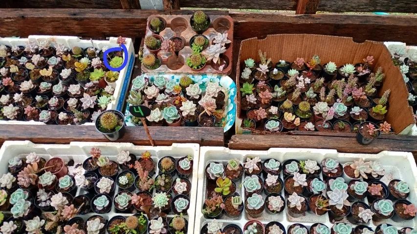 Suculentas mudas e vasos - Foto 2