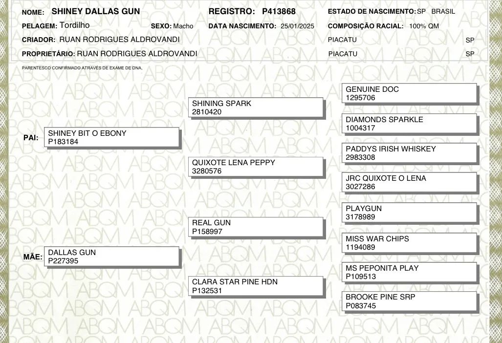 Potro Quarto de Milha Puro  - Foto 2