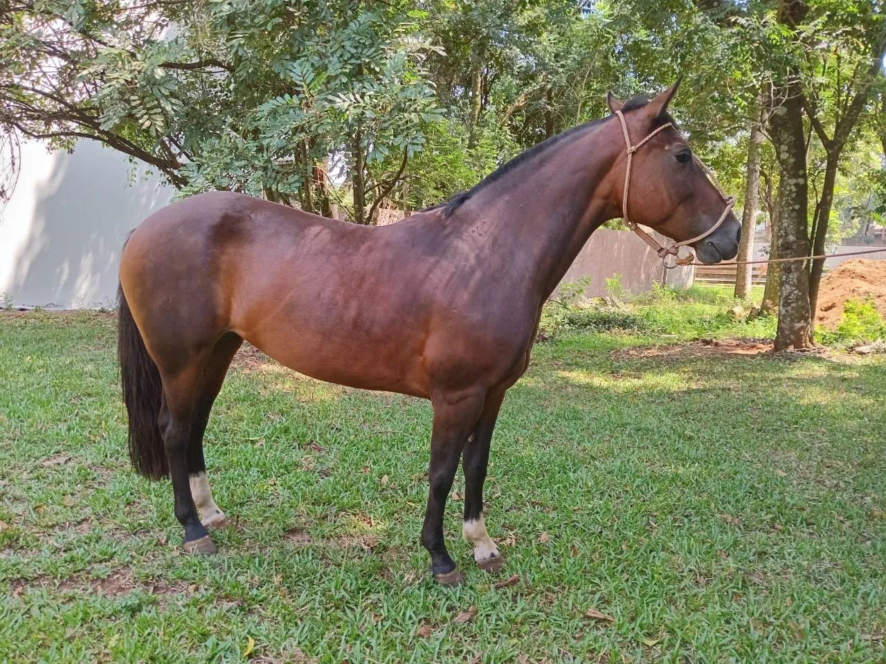 Égua crioula - Foto 2