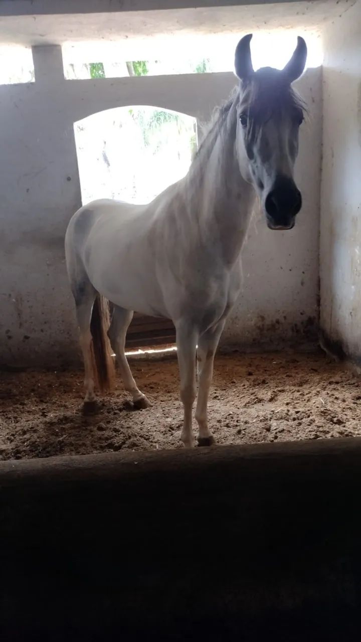 Cavalo - Foto 2