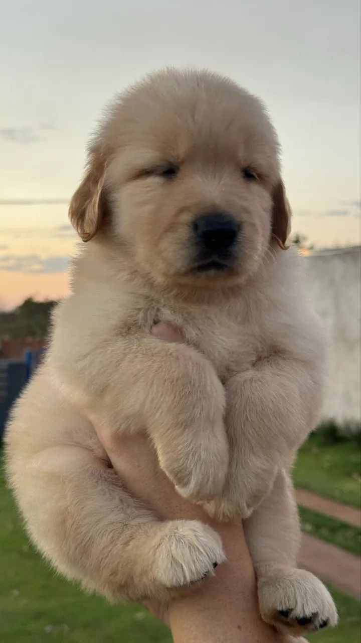 Vendo Golden retriever Macho! - Foto 5