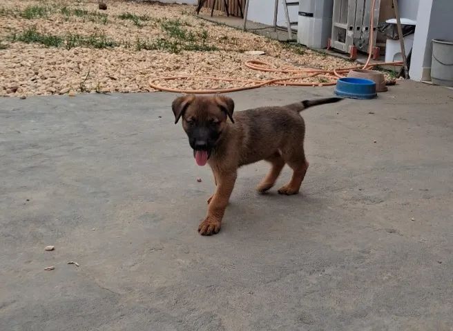VENDO FILHOTE MACHO DE PASTOS MALINOIS  - Foto 4