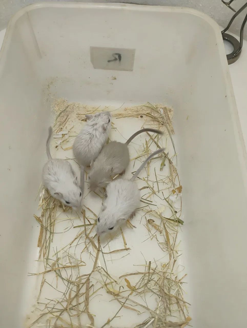 Gerbil / Esquilo da Mongólia  - Foto 2