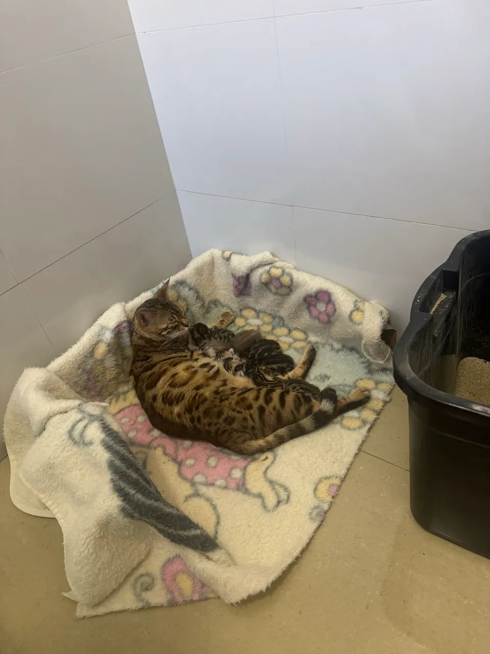 Filhotes de Bengal mini onça  - Foto 3