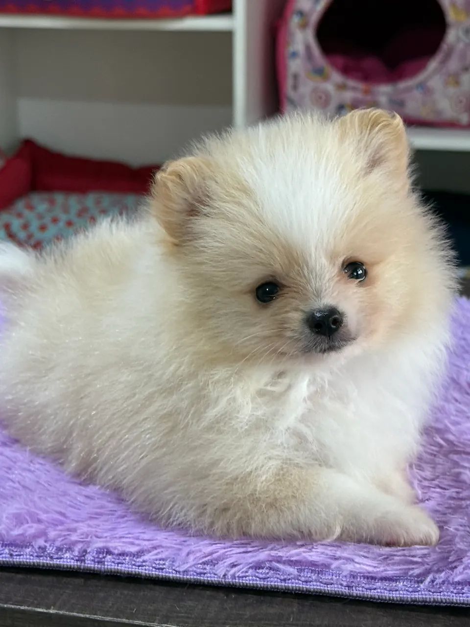 Vendo filhotes de Spitz Alemão  - Foto 2