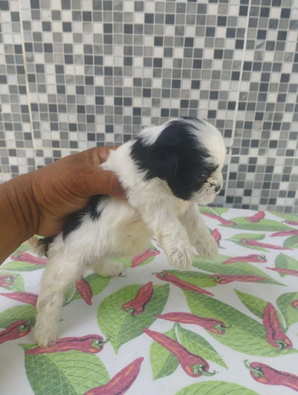 Vende se cães  - Foto 3