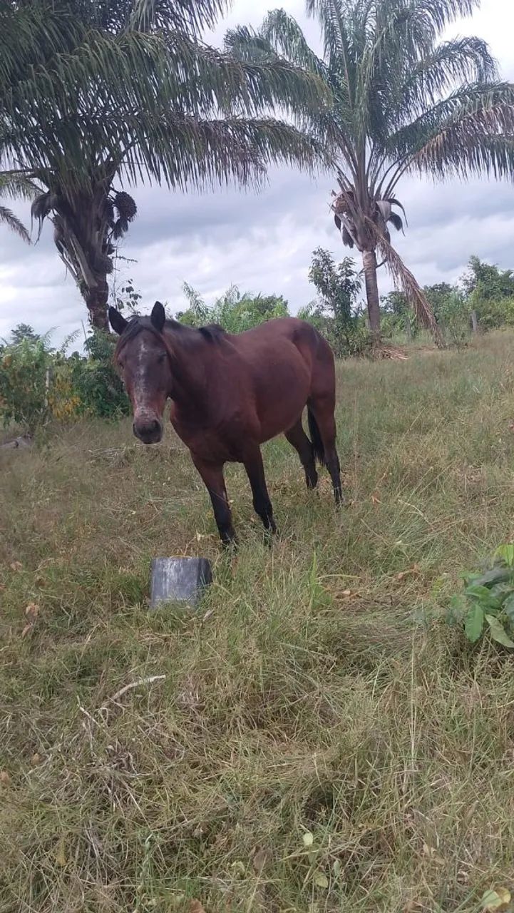 Venda de poldos e égua.