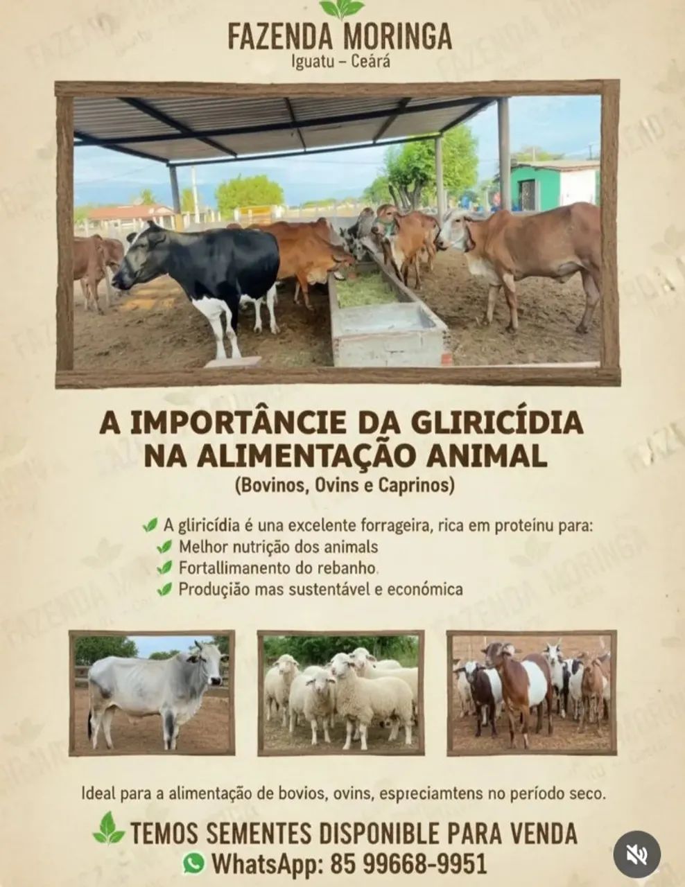 Sementes de Gliricidia 