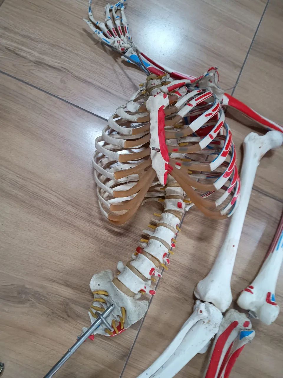 Esqueleto humano de 85cm - Foto 4
