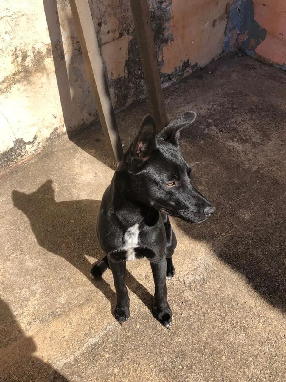Adoção Responsável  - Foto 3