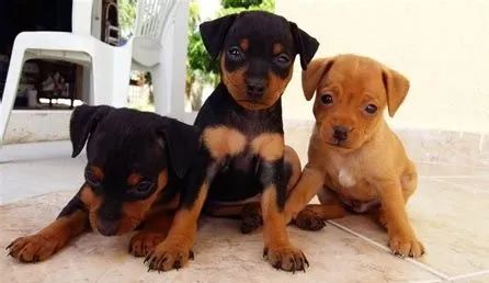 LINDOS PINSCHER 
