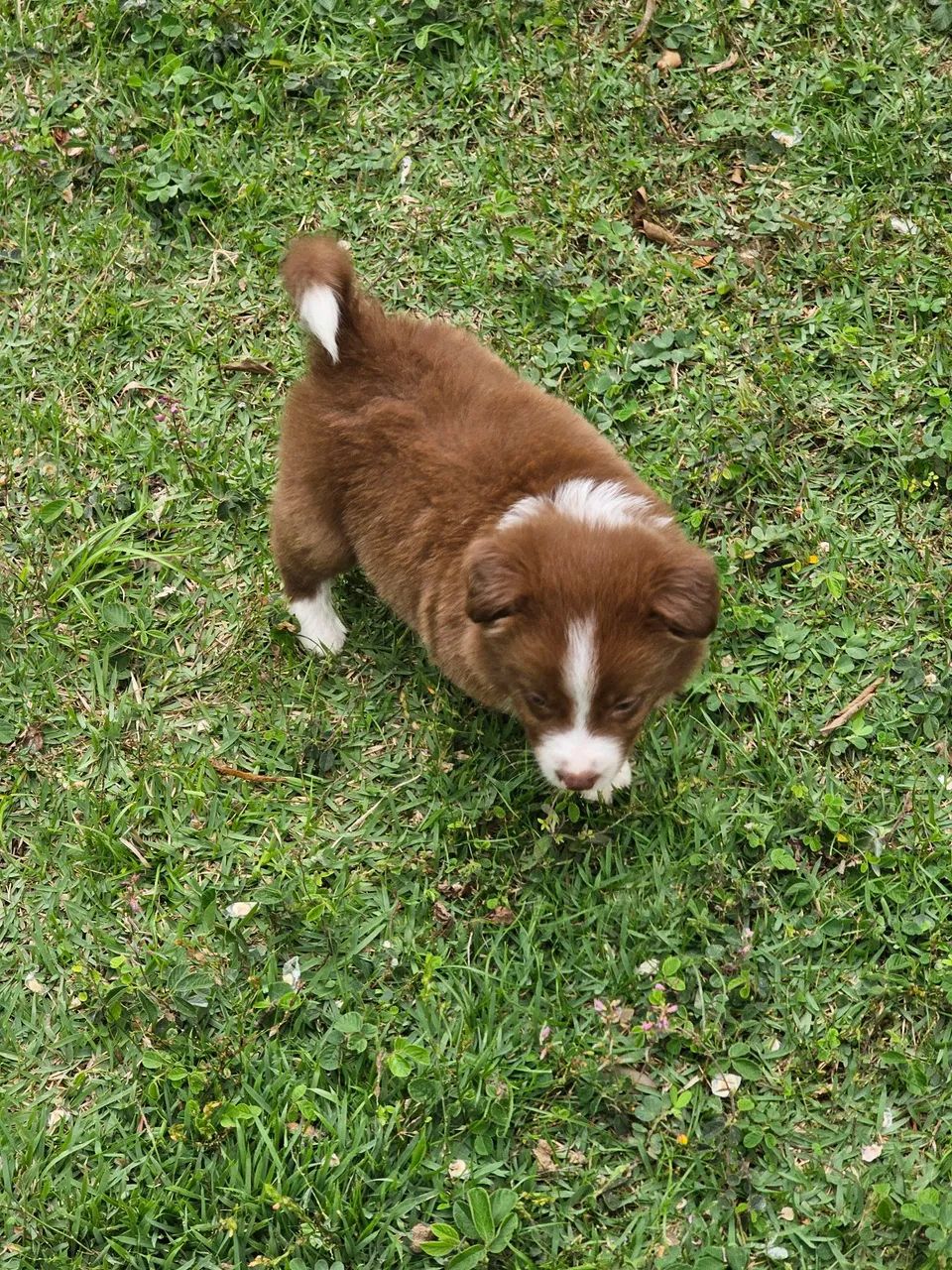 Border Collie Macho Marrom e Branco  - Foto 4