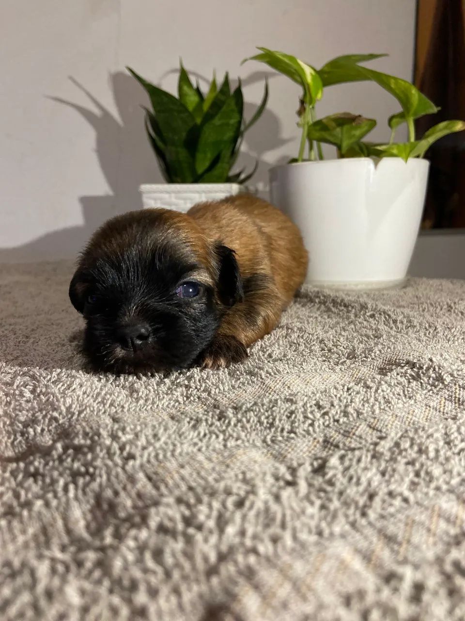 Vende-se Shih Tzu  - Foto 2