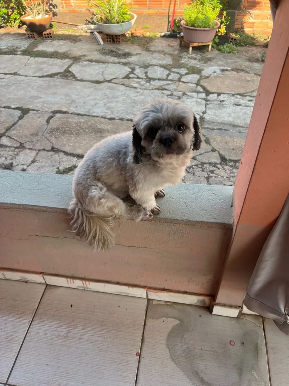Cachorro macho shitszu  - Foto 5