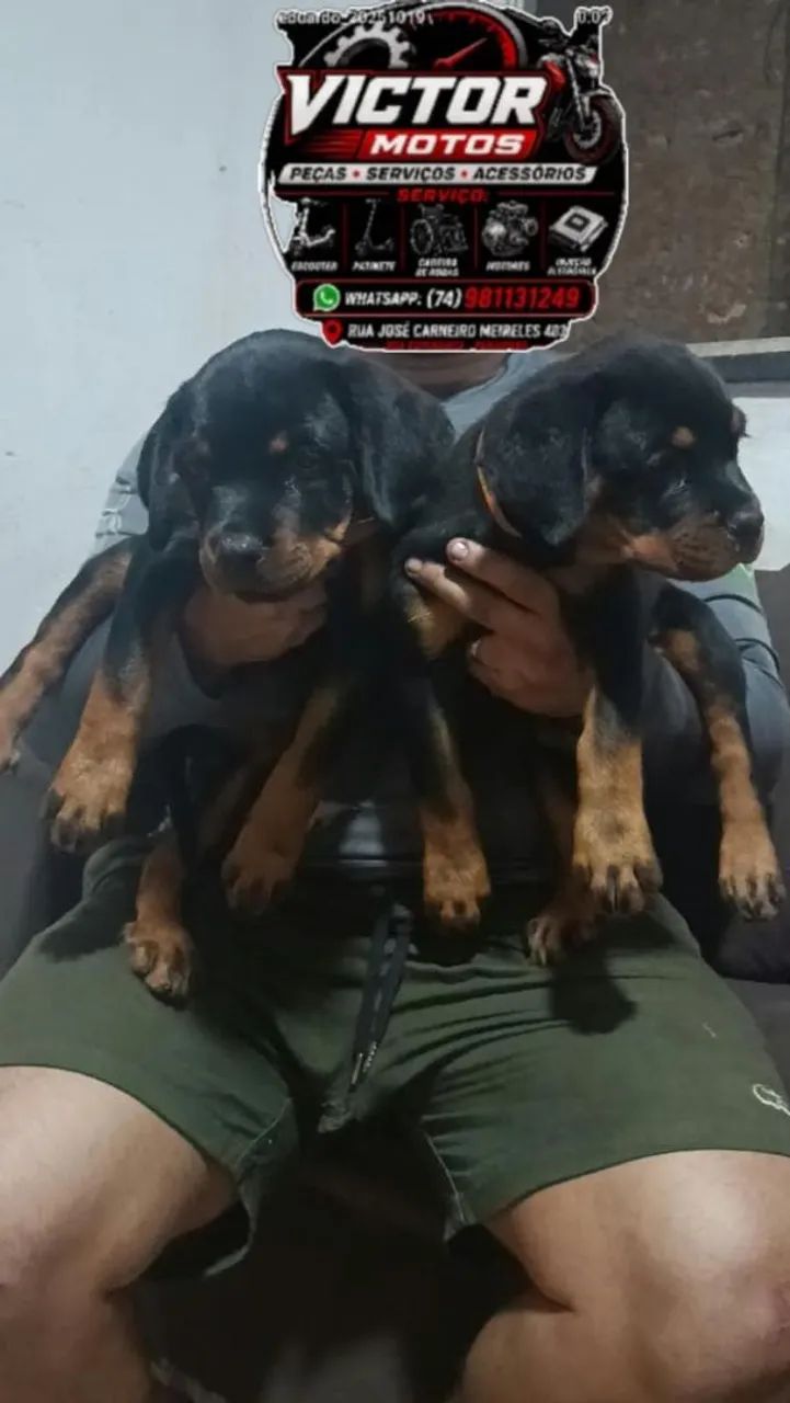 Filhotes de Rottweiler  - Foto 3