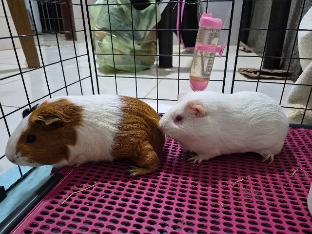 Animais  - Foto 3
