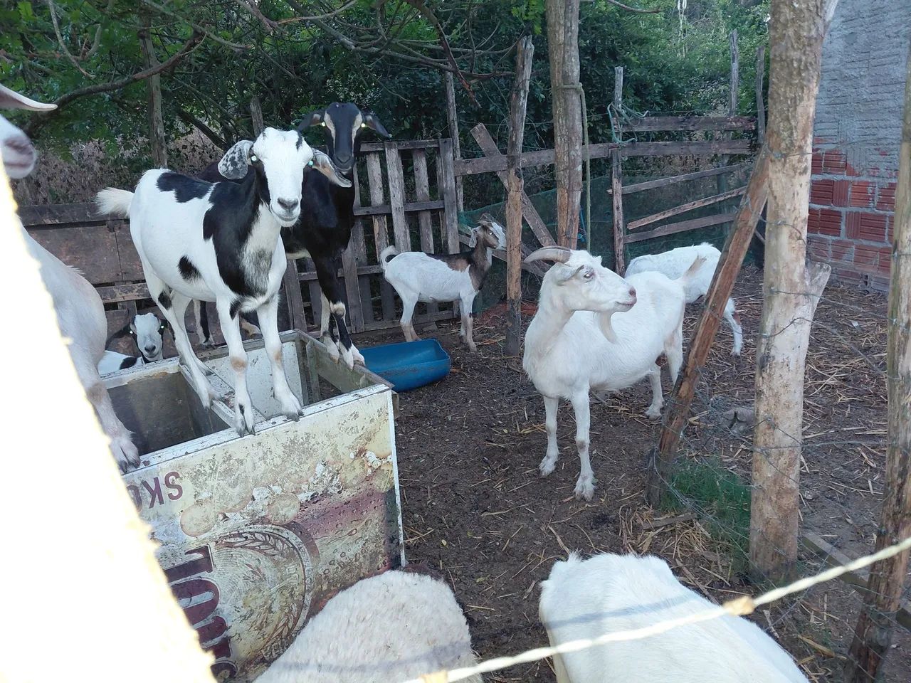 Cabras  - Foto 3