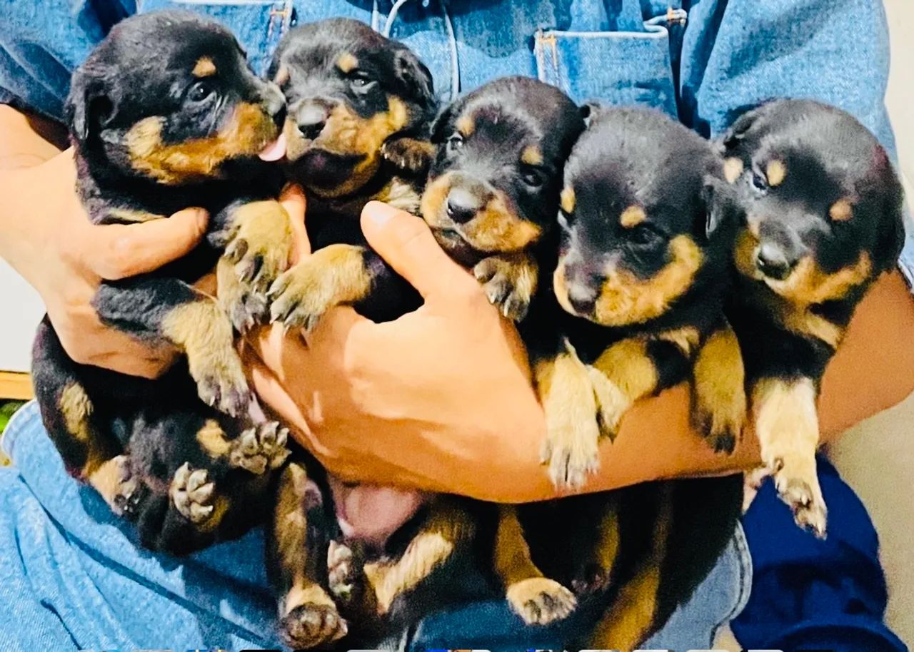 Filhotes de Rottweiler 