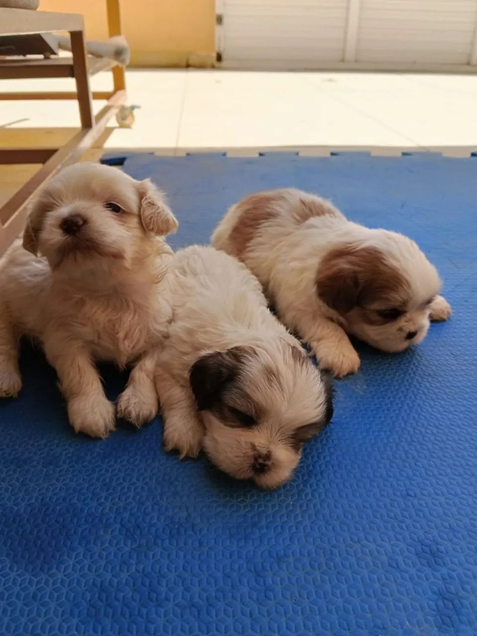 vendo filhote de shitzu  - Foto 4