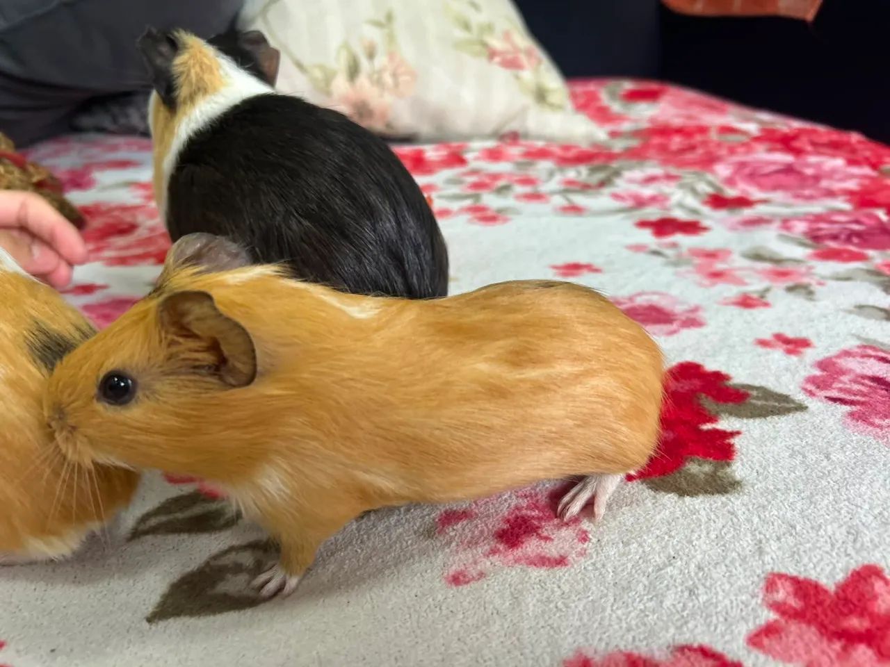 Animal de estimação  - Foto 4