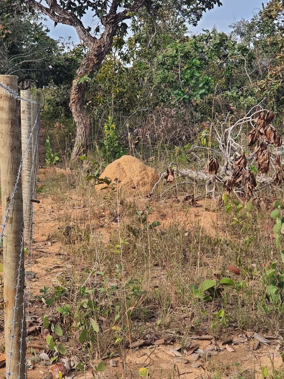 Chácara em taboquinha  - Foto 5