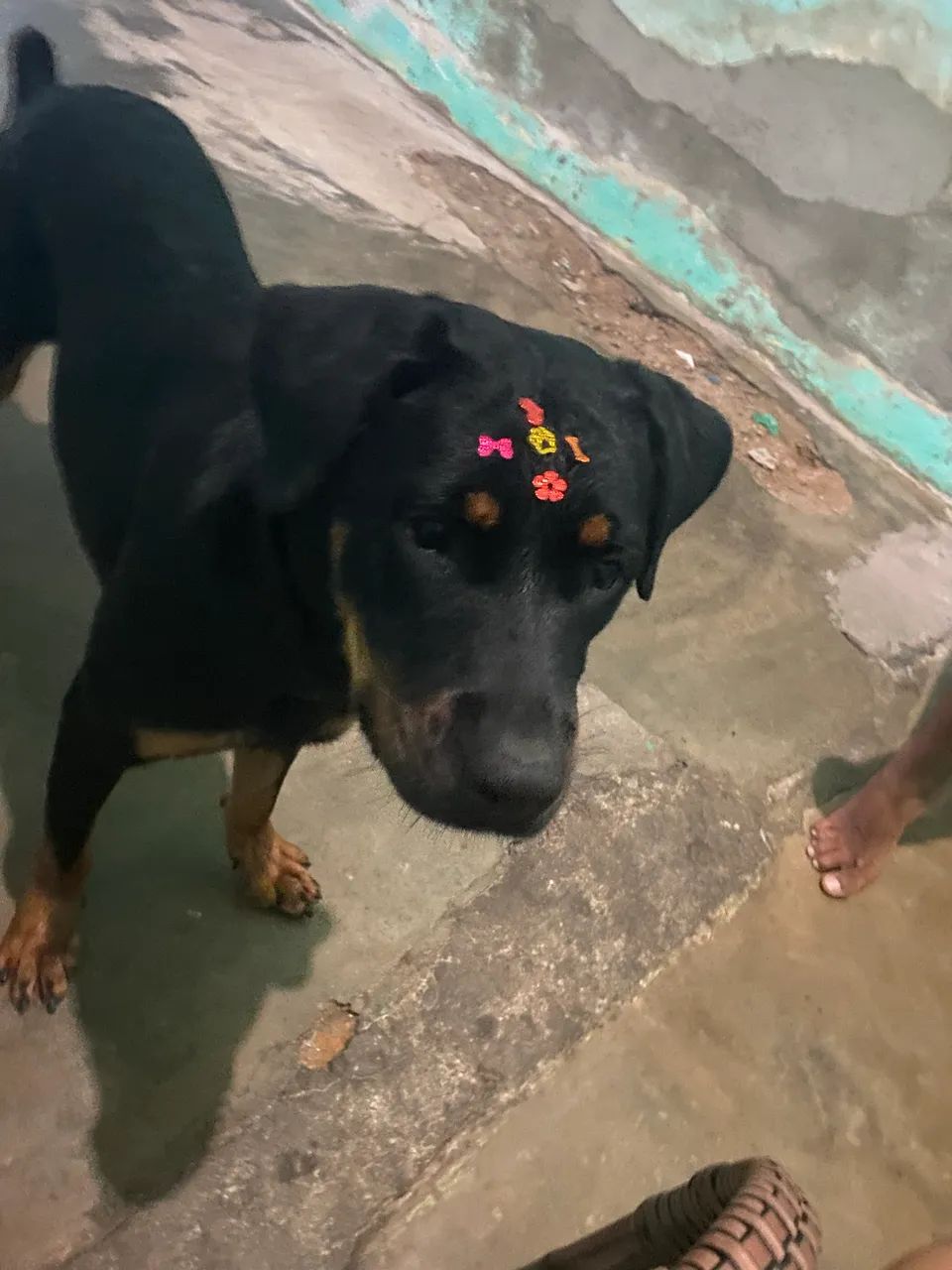 Vende-se Rottweiler  - Foto 2