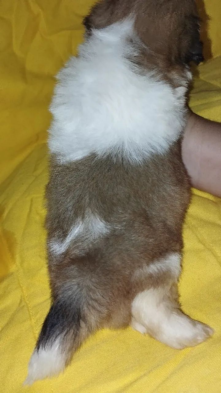Shitzu macho  - Foto 3