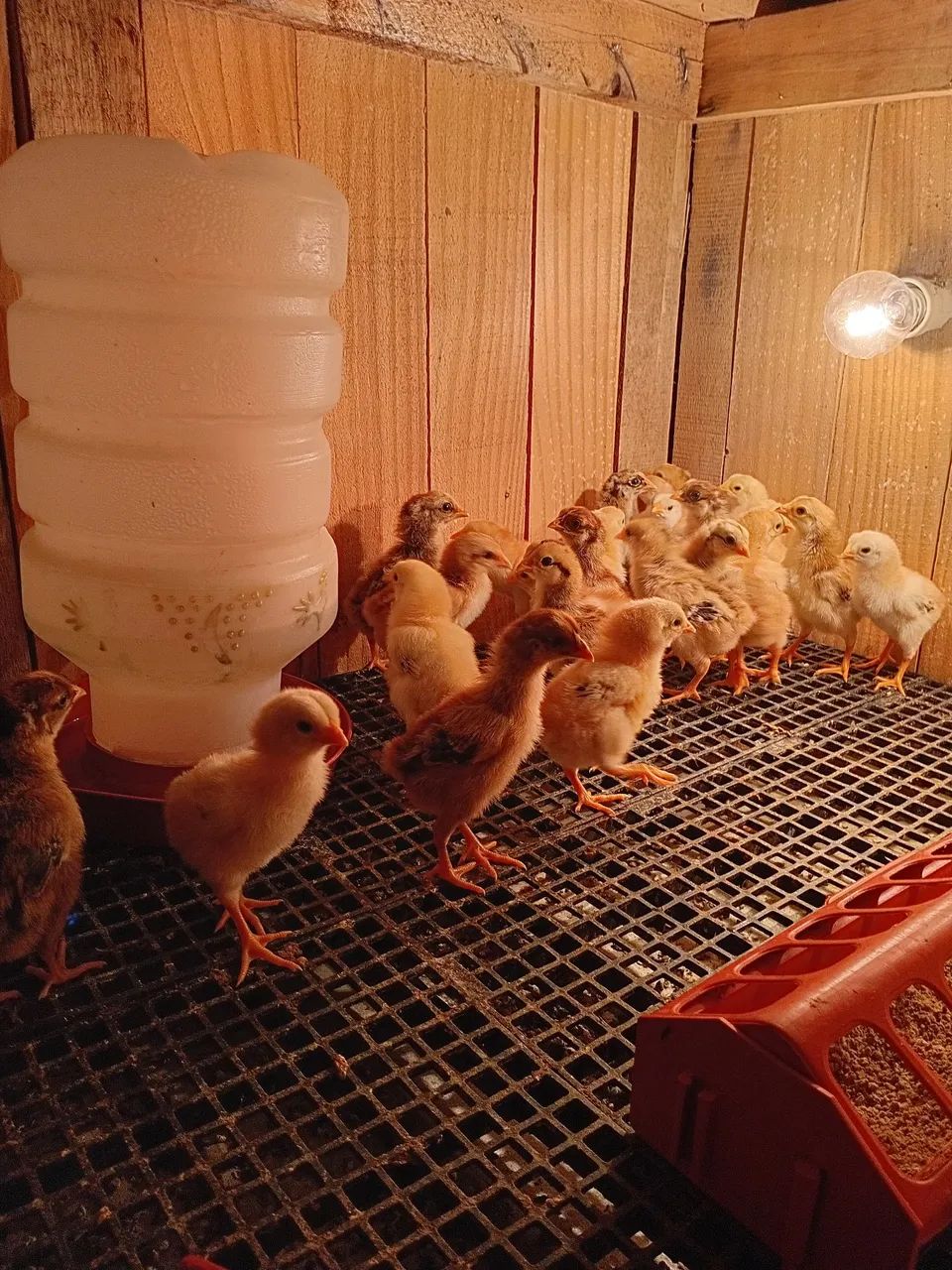 Vendo franguinho índio cipó mil flor!