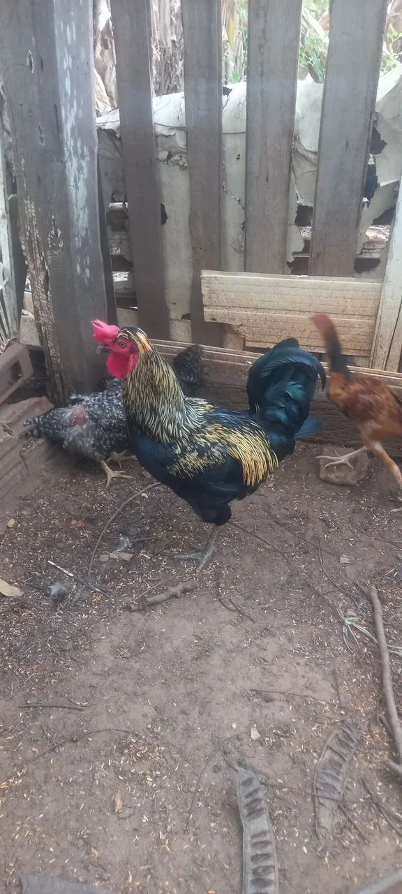Vendo galos caipiras 