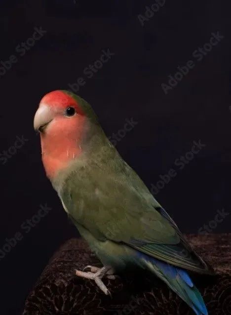 Pets - Foto 5